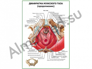 Диафрагма мужского таза (продолжение) плакат ламинированный А1/А2 (ламинированный	A2)