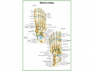 Кости стопы плакат глянцевый А1/А2 (глянцевый A1)