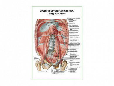 Задняя брюшная стенка. Вид изнутри плакат глянцевый А1/А2 (глянцевый A1)