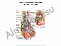 Нервы внутренних женских тазовых органов плакат глянцевый/ламинированный А1/А2 (глянцевый	A2)