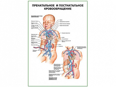 Пренатальное и постнатальное кровообращение плакат глянцевый А1/А2 (глянцевый A1)