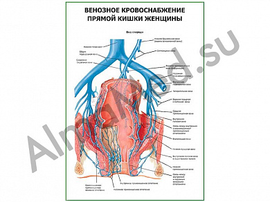 Венозное кровоснабжение прямой кишки женщины плакат ламинированный А1/А2 (ламинированный	A2)