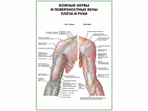 Кожные нервы и поверхностные вены плеча и руки плакат глянцевый А1/А2 (глянцевый A1)