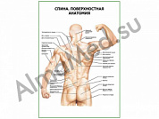 Спина. Поверхностная анатомия плакат ламинированный А1/А2 (ламинированный	A2)