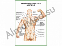 Спина. Поверхностная анатомия плакат ламинированный А1/А2 (ламинированный	A2)