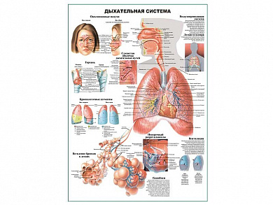 Дыхательная система человека, плакат глянцевый А1/А2 (глянцевый A2)