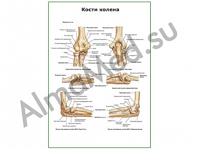 Кости колена плакат глянцевый/ламинированный А1/А2 (глянцевый	A2)