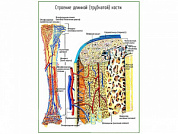 Строение трубчатой кости, плакат глянцевый А1/А2 (глянцевый A2)