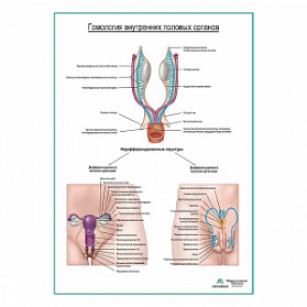 Гомология внутренних половых органов плакат глянцевый А1+/А2+ (глянцевая фотобумага от 200 г/кв.м, размер A1+)