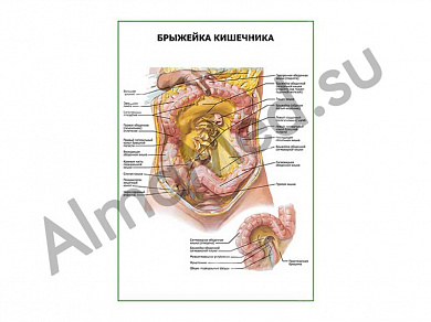 Брыжейка кишечника плакат ламинированный А1/А2 (ламинированный	A2)