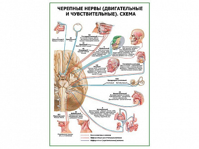Черепные нервы (двигательные и чувствительные). Схема плакат глянцевый А1/А2 (глянцевый A2)