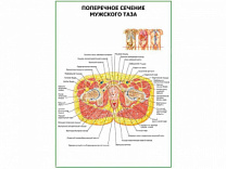 Поперечное сечение мужского таза плакат глянцевый А1/А2 (глянцевый A1)