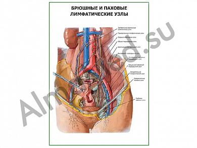 Брюшные и паховые лимфатические узлы плакат ламинированный А1/А2 (ламинированный	A2)