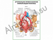 Артериальное кровоснабжение прямой кишки мужчины плакат глянцевый/ламинированный А1/А2 (глянцевый	A2)