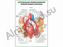 Артериальное кровоснабжение прямой кишки мужчины плакат глянцевый/ламинированный А1/А2 (глянцевый	A2)