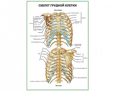 Скелет грудной клетки плакат глянцевый А1/А2 (глянцевый A2)