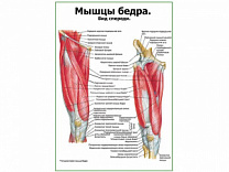 Мышцы бедра вид спереди плакат глянцевый А1/А2 (глянцевый A1)