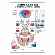 Зрительный нерв (II) Зрительный путь. Схема плакат глянцевый А1+/А2+ (глянцевая фотобумага от 200 г/кв.м, размер A1+)