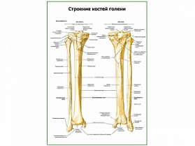 Строение костей голени плакат глянцевый А1/А2 (глянцевый A1) Строение костей голени плакат глянцевый А1/А2 (глянцевый A1)