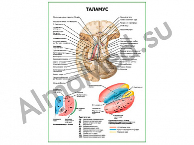 Таламус плакат глянцевый/ламинированный А1/А2 (глянцевый	A2)