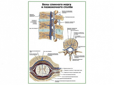 Вены спинного мозга и позвоночного столба плакат глянцевый А1/А2 (глянцевый A1)