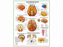 Головной мозг, плакат глянцевый А1/А2 (глянцевый A1)
