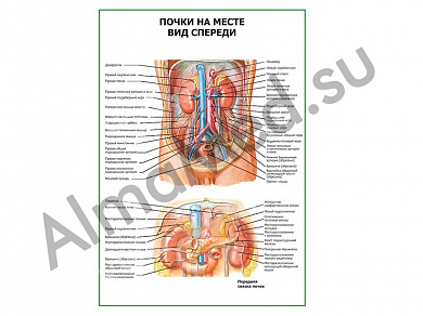 Почки на месте. Вид спереди, плакат ламинированный А1/А2 (ламинированный	A2)