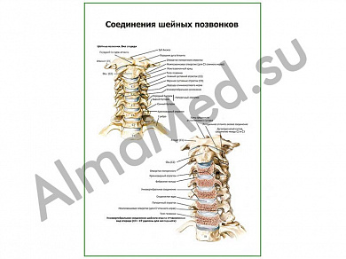 Соединения шейных позвонков плакат ламинированный А1/А2 (ламинированный	A2)
