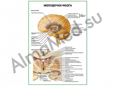 Желудочки мозга плакат глянцевый/ламинированный А1/А2 (глянцевый	A2)