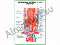 Щитовидная железа и глотка. Вид сзади плакат ламинированный А1/А2 (ламинированный	A2)