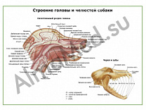 Орган головы и шеи плакат глянцевый/ламинированный А1/А2 (глянцевый A2)