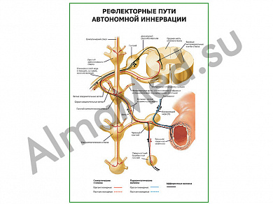 Рефлекторные пути автономной иннервации плакат ламинированный А1/А2 (ламинированный	A2)