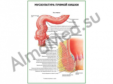 Мускулатура прямой кишки плакат ламинированный А1/А2 (ламинированный	A2)