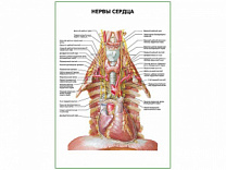 Нервы сердца плакат глянцевый А1/А2 (глянцевый A1)