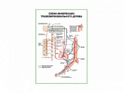 Схема иннервации трахеобронхиального дерева плакат глянцевый А1/А2 (глянцевый A1)