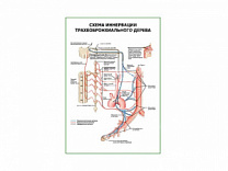Схема иннервации трахеобронхиального дерева плакат глянцевый А1/А2 (глянцевый A1)