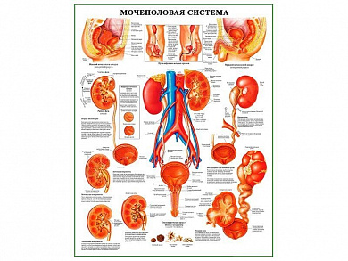 Мочеполовая система, плакат глянцевый А1/А2 (глянцевый A1)