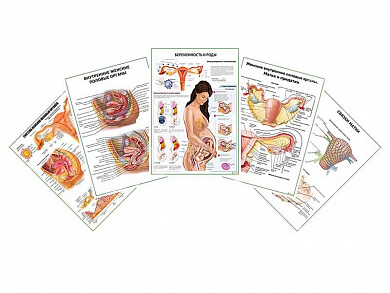 Комплект плакатов для кабинета гинеколога глянцевый А1/А2 (глянцевый	A1)