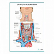 Щитовидная железа и глотка плакат глянцевый А1+/А2+ (глянцевая фотобумага от 200 г/кв.м, размер A1+)