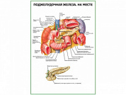 Поджелудочная железа на месте плакат глянцевый  А1/А2 (глянцевый A2)