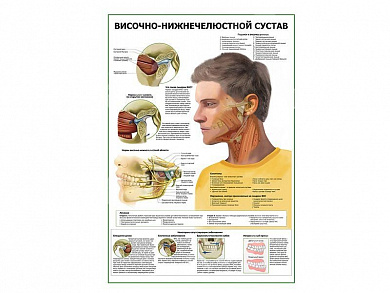 Височно-нижнечелюстной сустав плакат глянцевый А1/А2 (глянцевый A1)