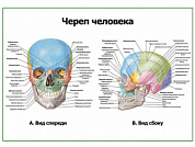 Череп человека: вид спереди и сбоку, плакат глянцевый А1/А2 (глянцевый A1)