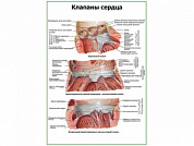Клапаны сердца плакат глянцевый А1/А2 (глянцевый A1)