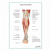 Мышцы ноги. Вид спереди плакат глянцевый А1+/А2+ (глянцевая фотобумага от 200 г/кв.м, размер A1+)