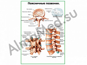 Поясничные позвонки плакат ламинированный А1/А2 (ламинированный	A2)