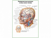Поверхностные сосуды кожи головы плакат глянцевый А1/А2 (глянцевый A1)