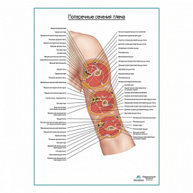 Поперечные сечения плеча плакат глянцевый А1+/А2+ (глянцевый холст от 200 г/кв.м, размер A1+)