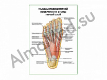 Мышцы подошвенной поверхности стопы первый слой плакат ламинированный А1/А2 (ламинированный	A2)
