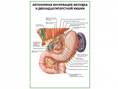 Автономная иннервация желудка плакат глянцевый  А1/А2 (глянцевый A2)