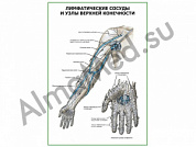Лимфатические сосуды и узлы верхней конечности плакат глянцевый/ламинированный А1/А2 (глянцевый	A2)